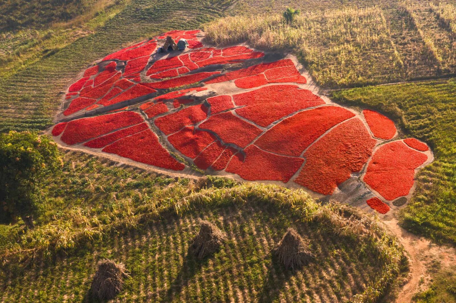 Drone shot of barkono chilli peppers sun-drying in Ungwan Bature, Dutsen Abba, Zaria, Nigeria—fields transformed into a vibrant red carpet.