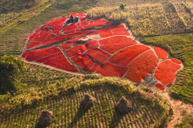 Red Carpet: Sun-Drying Chilli Peppers | Zaria, Nigeria | Irene Becker Photography | Irene Becker Photography Drone shot of barkono chilli peppers sun-drying in Ungwan Bature, Dutsen Abba, Zaria, Nigeria—fields transformed into a vibrant red carpet.