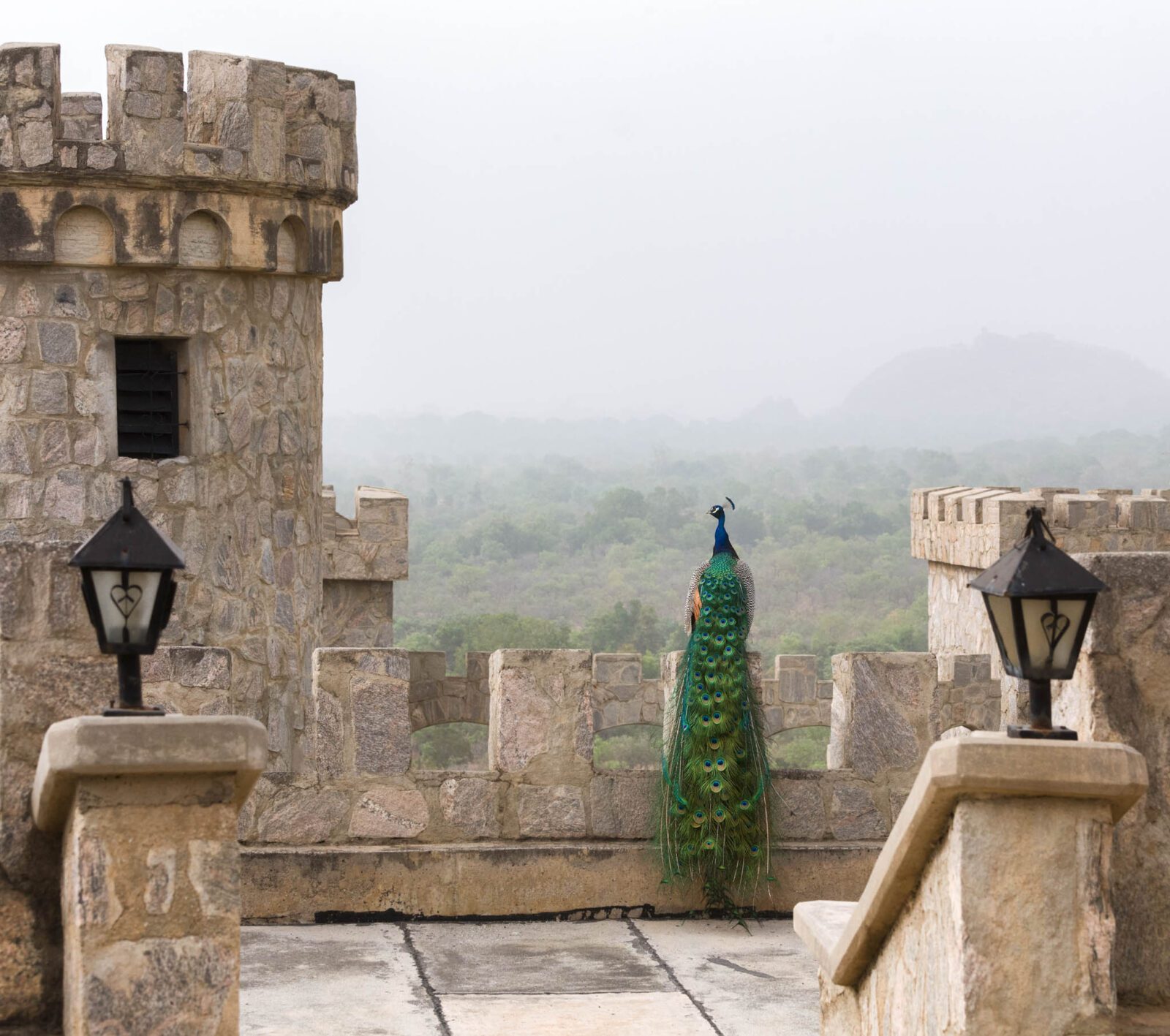 Kajuru Castle in Nigeria, photographed by travel photographer Irene Becker. A peacock sits on the wall between towers, with harmattan bush below.