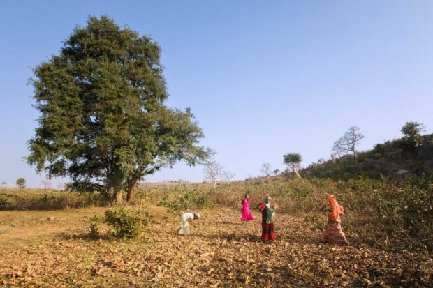Queen Amina cenotaph marked by a giant tree, Sabon Turunku, Kaduna State, with village girls collecting firewood.