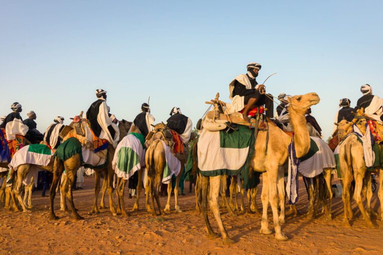 Argungu Durbar A group of camels waiting to join the Durbar procession at the Argungu festival in Nigeria.